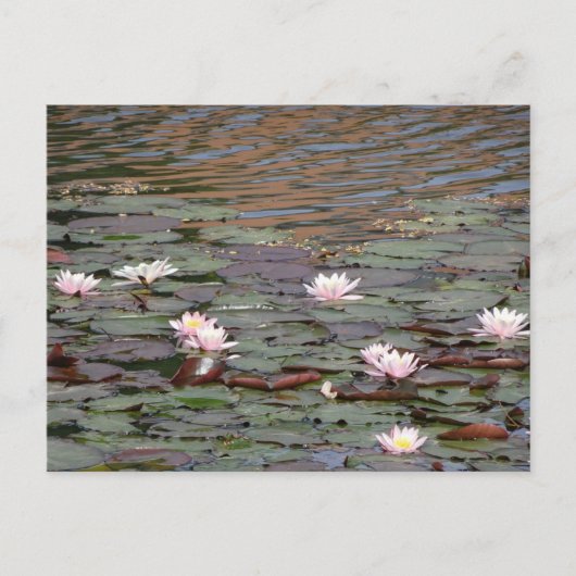 Belles nappes d'eau do-it-yourself carte postale (Devant)
