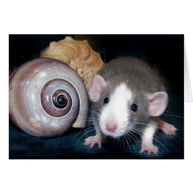 Belle's Spell. (Voorkant Horizontaal)