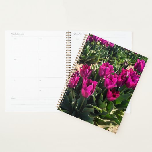 Belles tulipes (Devant avec enveloppe)