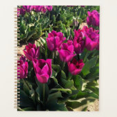 Belles tulipes (Devant)