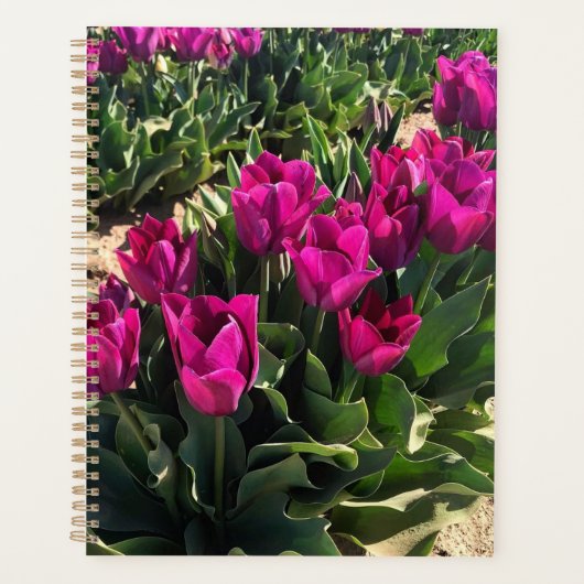 Belles tulipes (Devant)