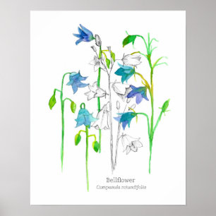 Bellflower Botanische Kunst Taal van Bloemen Poster