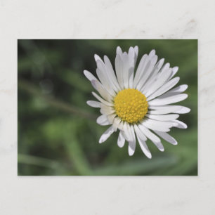 Bellis perennis briefkaart