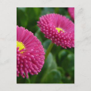 Bellis perennis Pomponette English Daisies Briefkaart