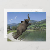 Belly Flop Elephant Briefkaart (Voorkant / Achterkant)