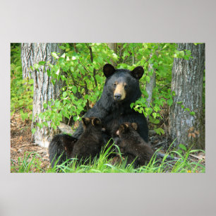 Belly Up Momma Beer and Twin Cubs Poster