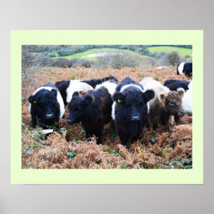 Belted Galloway beef in Cornwall Poster