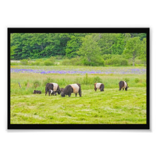 Belted Galloway Cows in Pasture Rockport Maine Foto Afdruk