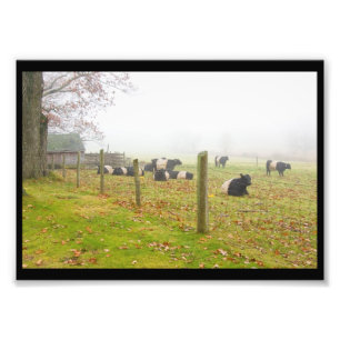 Belted Galloway Cows in Rockport Maine Foto Afdruk