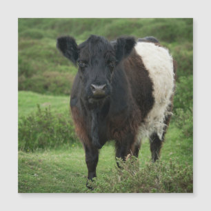 Belted Galloway Koe