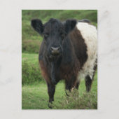 Belted Galloway Koe Briefkaart (Voorkant)