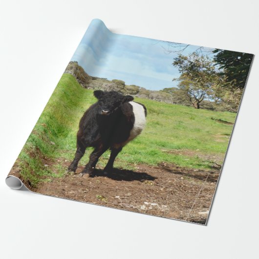 Belted Galloway Koe Cadeaupapier (Uitgerold)