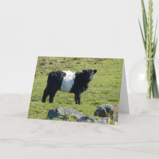 Belted Galloway koe card Kaart (Voorkant)