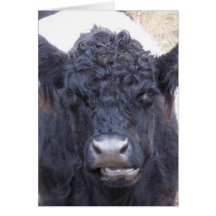 Belted Galloway Koe - Emma
