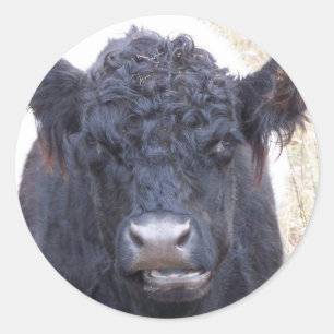 Belted Galloway Koe - Emma Ronde Sticker