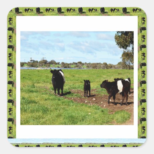 Belted Galloway Koe Generations Vierkante Sticker (Voorkant)