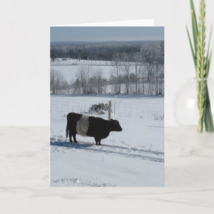 Belted Galloway Koe in a Snowy Landscape Kaart