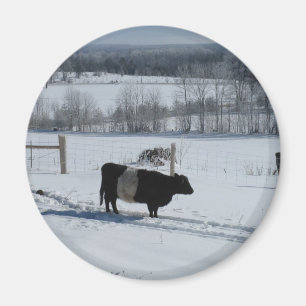 Belted Galloway Koe in a Snowy Landscape Magneet