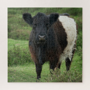 Belted Galloway Koe Legpuzzel
