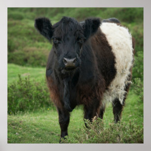 Belted Galloway Koe Poster
