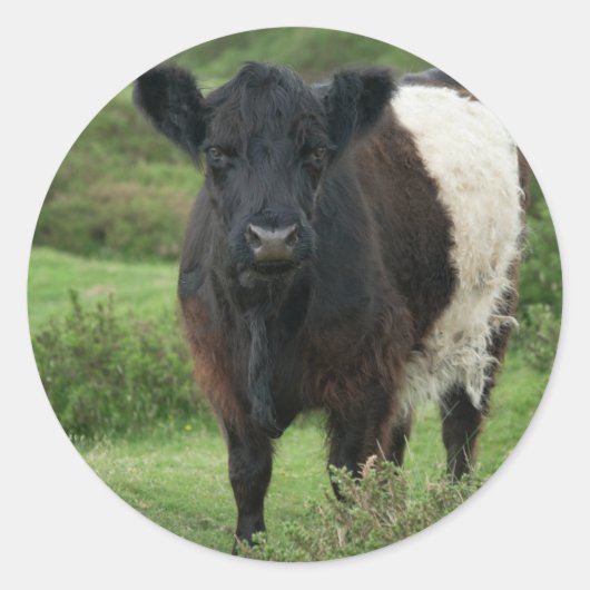 Belted Galloway Koe Ronde Sticker (Voorkant)