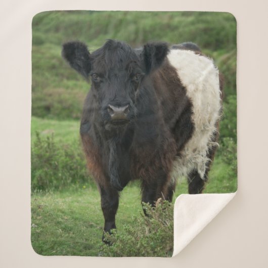 Belted Galloway Koe Sherpa Deken (Voorkant)