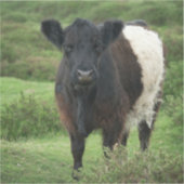 Belted Galloway Koe Sticker (Voorkant)