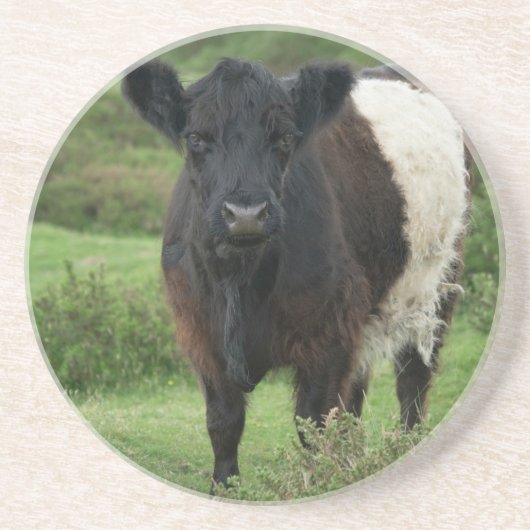 Belted Galloway Koe Zandsteen Onderzetter (Voorkant)