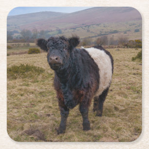 Belted Galloway trots op Dartmoor Farmland Vierkante Kartonnen Onderzetter