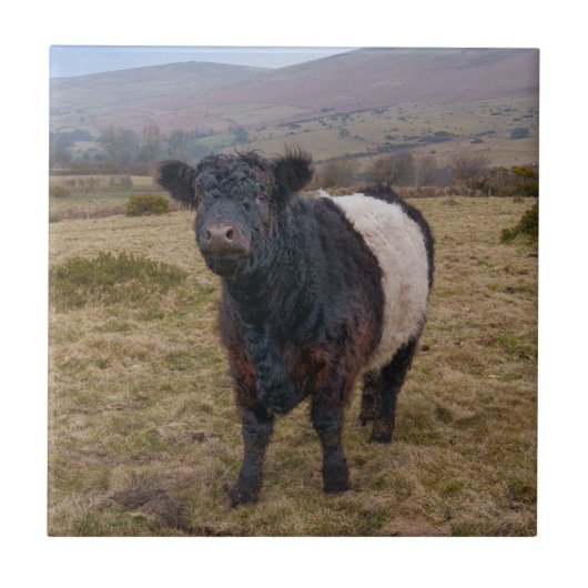 Belted Galloway trots op Dartmoor Tegeltje (Voorkant)