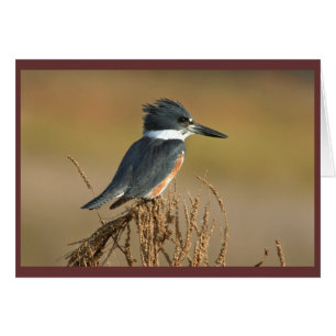 Belted Kingfisher