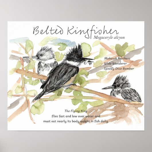 Belted Kingfisher Bird Minnow Fish Trees Poster (Voorkant)
