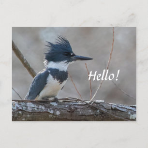 Belted Kingfisher Briefkaart