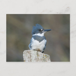 Belted Kingfisher Briefkaart