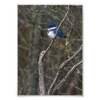 Belted Kingfisher Guemes Island Foto afdrukken Afdruk