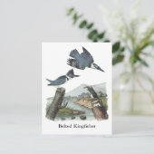 Belted Kingfisher, John Audubon Briefkaart (Staand voorkant)