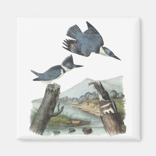 Belted Kingfisher, John Audubon Magneet (Voorkant)