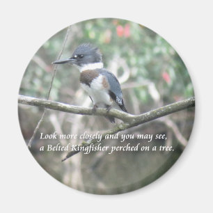 Belted Kingfisher magnet Magneet