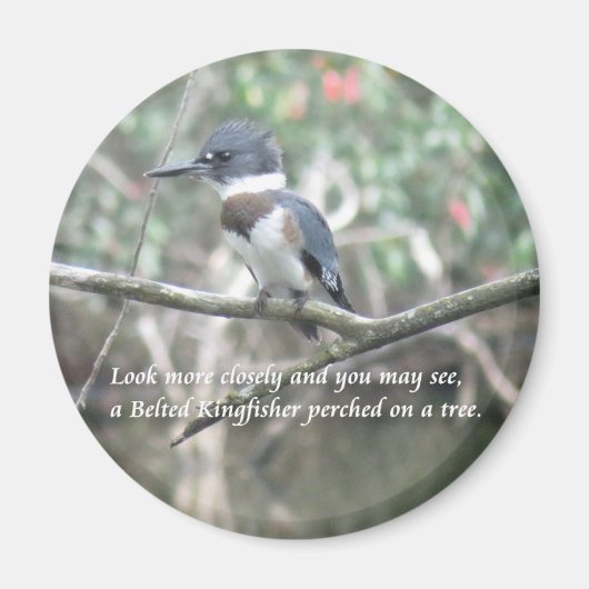 Belted Kingfisher magnet Magneet (Voorkant)