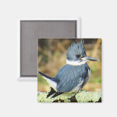 Belted Kingfisher Magnet Magneet (Voorkant / Achterkant)