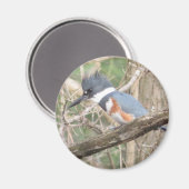Belted Kingfisher magnet Magneet (Voorkant / Achterkant)