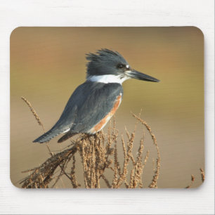 Belted Kingfisher Muismat