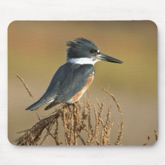 Belted Kingfisher Muismat
