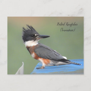 Belted Kingfisher (onvolgroeid) Briefkaart