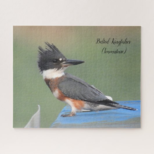 Belted Kingfisher (onvolgroeid) Legpuzzel (Horizontaal)