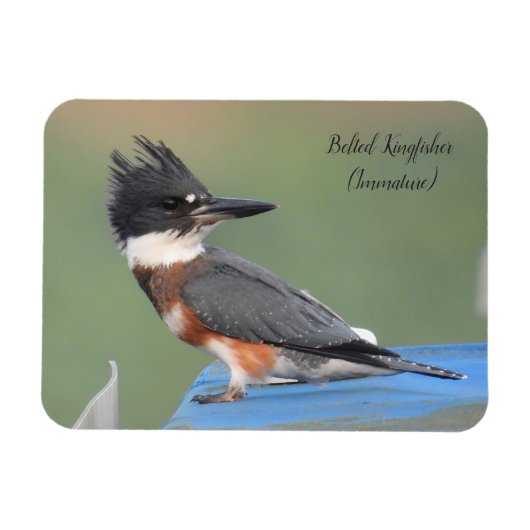Belted Kingfisher (onvolgroeid) Magneet (Horizontaal)