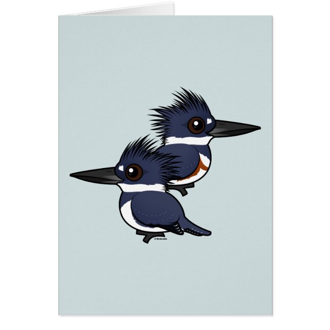Belted Kingfisher paar (Voorkant)