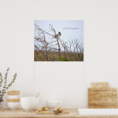Belted Kingfisher Photo Poster (Cuisine)