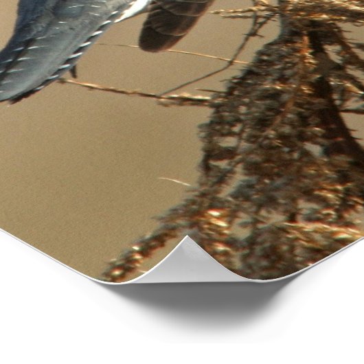 Belted Kingfisher Poster (Hoek)