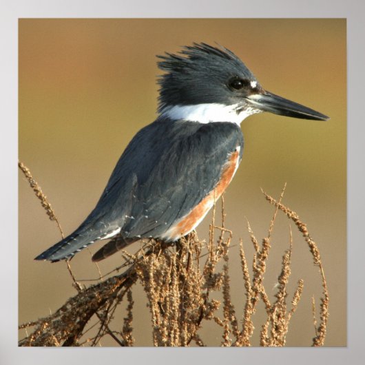 Belted Kingfisher Poster (Voorkant)